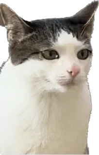 😐 emoji Цей котик, цей котик… Він маненький гнидич Telegram sticker 24 of 24