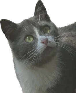 Sticker from Цей котик, цей котик… Він маненький гнидич