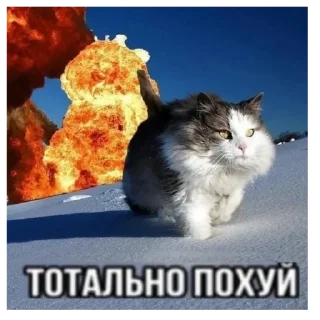 Sticker from выгу выгу