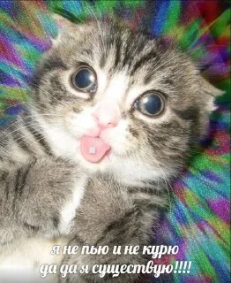 😵‍💫 emoji 😽 Telegram sticker 7 of 34