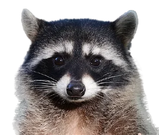 ™ emoji Всё про енотов Telegram sticker 7 of 10