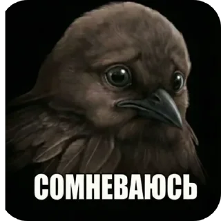 🐦 emoji @KokosicLox больше стикеров Telegram sticker 22 of 54