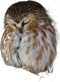 🌟 emoji Совиное настроение Telegram sticker 23 of 44