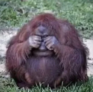 😭 emoji обезьянки 🐒❤️ Telegram sticker 12 of 19