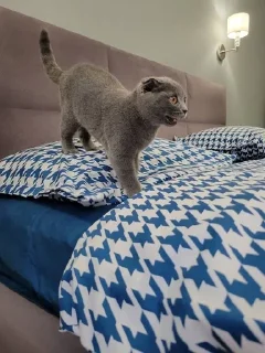 🌟 emoji Наша пушистая жопка❤️ Telegram sticker 20 of 33