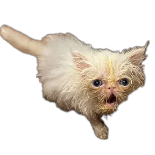 🐱 emoji Еблеты котов Telegram sticker 10 of 27