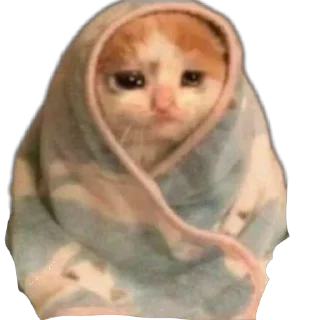 🤲 emoji Еблеты котов Telegram sticker 12 of 27