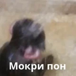 🧖 emoji АЙСДЕРХУ Monki Пон Telegram sticker 11 of 15