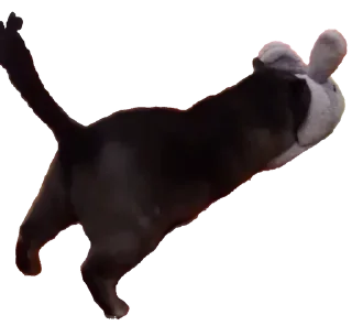 🫣 emoji Белочка Telegram sticker 14 of 26
