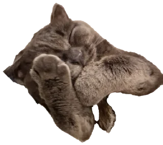 🤦‍♀ emoji Белочка Telegram sticker 5 of 26