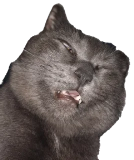 🥴 emoji Белочка Telegram sticker 9 of 26