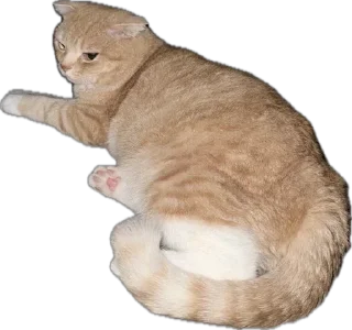 🌟 emoji Рыжик и Беляш Telegram sticker 6 of 96
