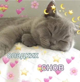 😴 emoji котики💗 Telegram sticker 14 of 35