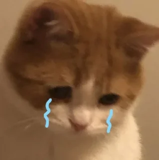 😭 emoji котики💗 Telegram sticker 10 of 35