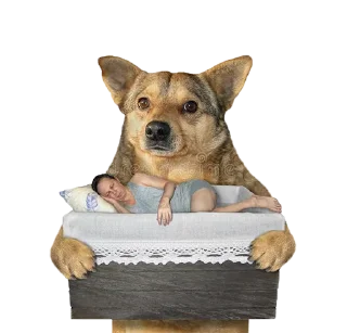 🐕 emoji ВОВА Telegram sticker 7 of 45