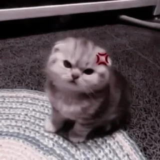😡 emoji Jenia_belka Telegram sticker 17 of 43