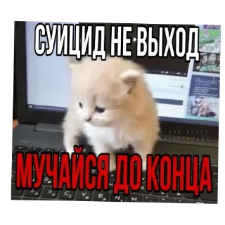 🐱 emoji Просто коты. Telegram sticker 22 of 96