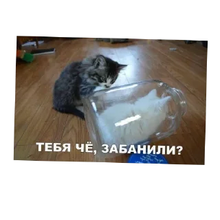 🐱 emoji Просто коты. Telegram sticker 24 of 96