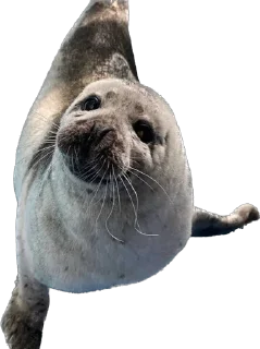 😶 emoji Silly seal Telegram sticker 11 of 33