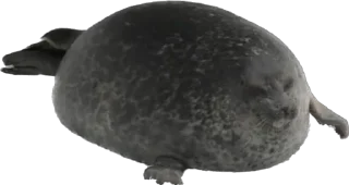 🫠 emoji Silly seal Telegram sticker 15 of 33