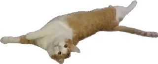 😌 emoji Кот Персик и его банда Telegram sticker 9 of 78