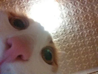 😶 emoji літо у бабусі Telegram sticker 6 of 118