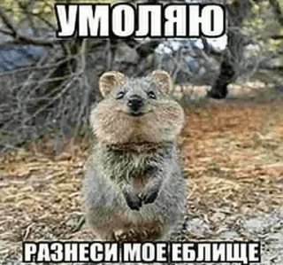🌟 emoji гули Telegram sticker 18 of 22