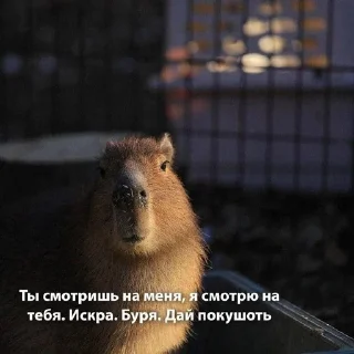 🌟 emoji мілі капібари :: @mixtapper Telegram sticker 7 of 120