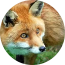 😱 emoji Foxes Telegram sticker 10 of 27