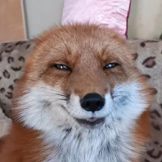 🤭 emoji Foxes Telegram sticker 21 of 33