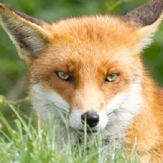 😠 emoji Foxes Telegram sticker 17 of 33