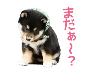 🌟 emoji Shiba Inu 🐾 Telegram sticker 6 of 110
