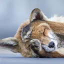 😞 emoji foxes Telegram sticker 14 of 32