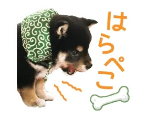 🌟 emoji Shiba Inu 🐾 Telegram sticker 11 of 110