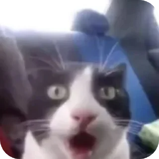 😮 emoji Котики 🐾 Telegram sticker 8 of 13