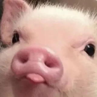 😠 emoji pig mood Telegram sticker 18 of 18