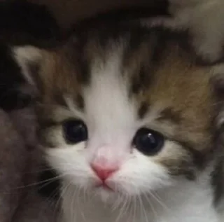 😭 emoji Ууу сюка Telegram sticker 12 of 12