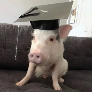 🤓 emoji pig mood Telegram sticker 10 of 18