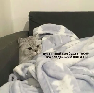 🌟 emoji Катар идет спать Telegram sticker 22 of 77