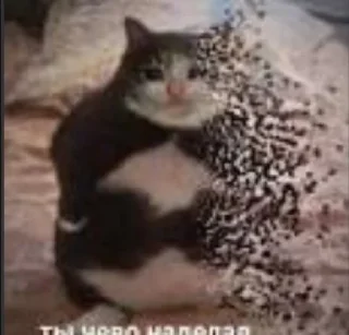 😿 emoji Джо бидон Telegram sticker 20 of 44