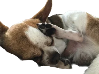 🥱 emoji чебок Telegram sticker 17 of 25