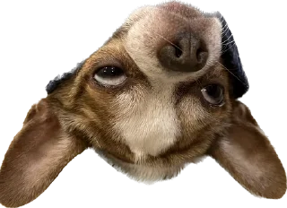 😳 emoji чебок Telegram sticker 6 of 25