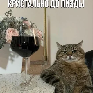 Sticker from Коты как смысл жизни