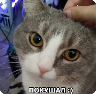 🌟 emoji Замечательная кошка Марта Telegram sticker 11 of 15