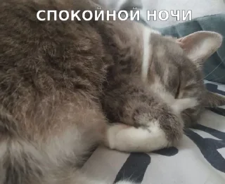 🌟 emoji Замечательная кошка Марта Telegram sticker 6 of 15
