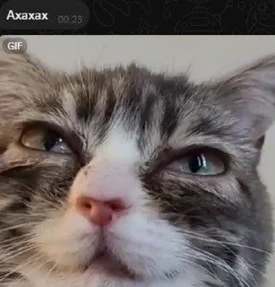 🌟 emoji Замечательная кошка Марта Telegram sticker 9 of 15