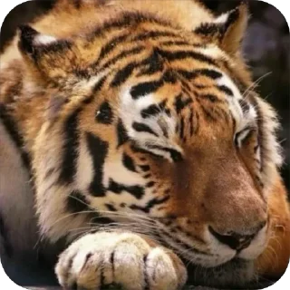 😕 emoji йоу:: @gguuiopt Telegram sticker 24 of 42