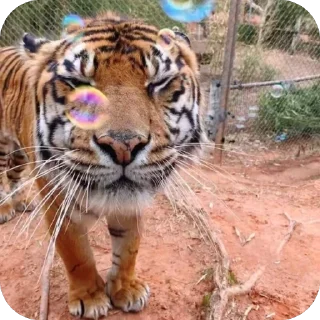 😐 emoji йоу:: @gguuiopt Telegram sticker 18 of 42