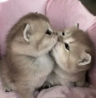 ❤️ emoji (^˵◕ω◕˵^) Telegram sticker 18 of 84