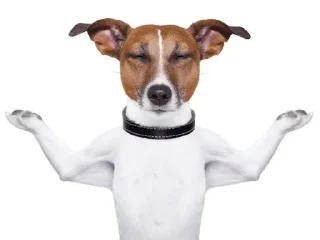 🧘‍♀️ emoji собаки багамотовские Telegram sticker 15 of 95
